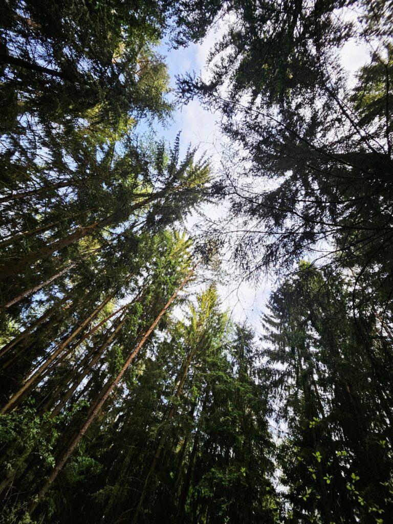 Mitten im Wald