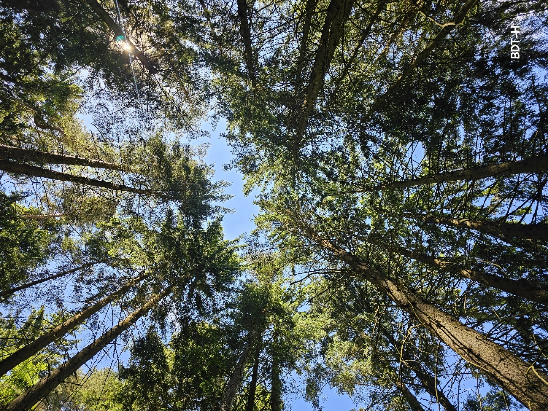 Eintauchen in den Wald