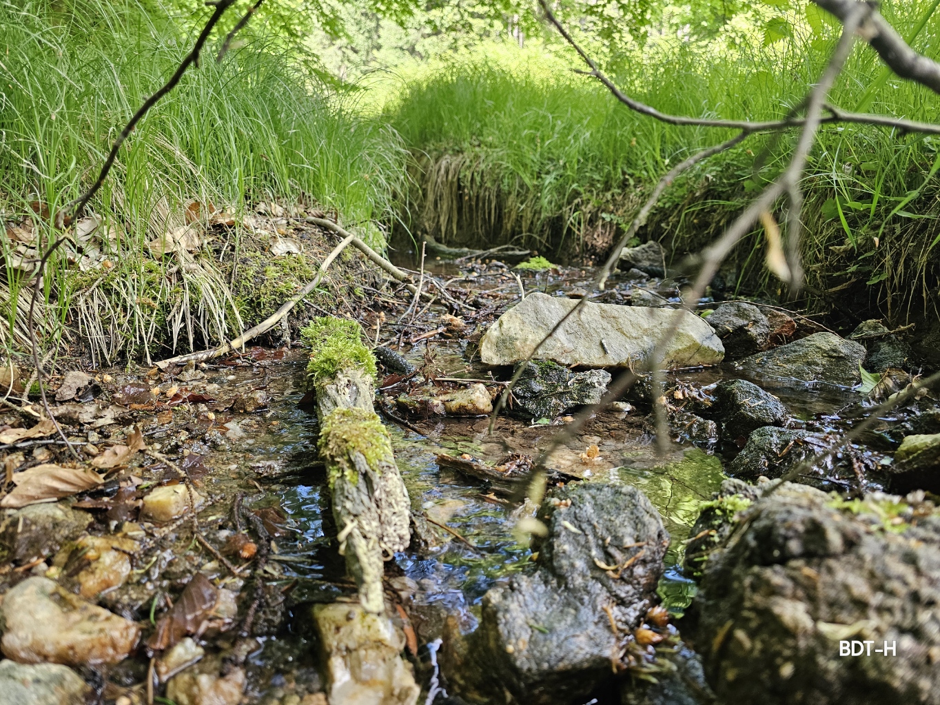 Stärkt das Immunsystem